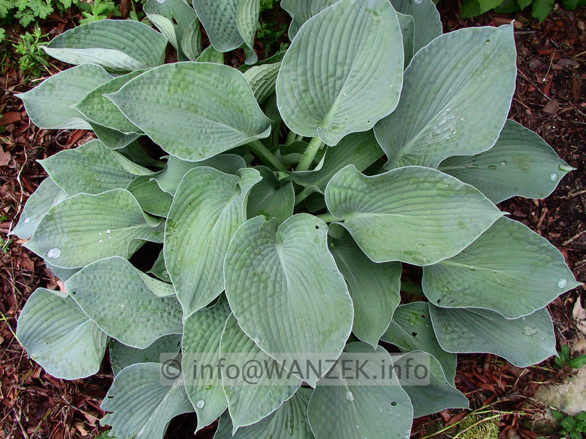 Hosta Hybride Mollies Blaue 01.jpg